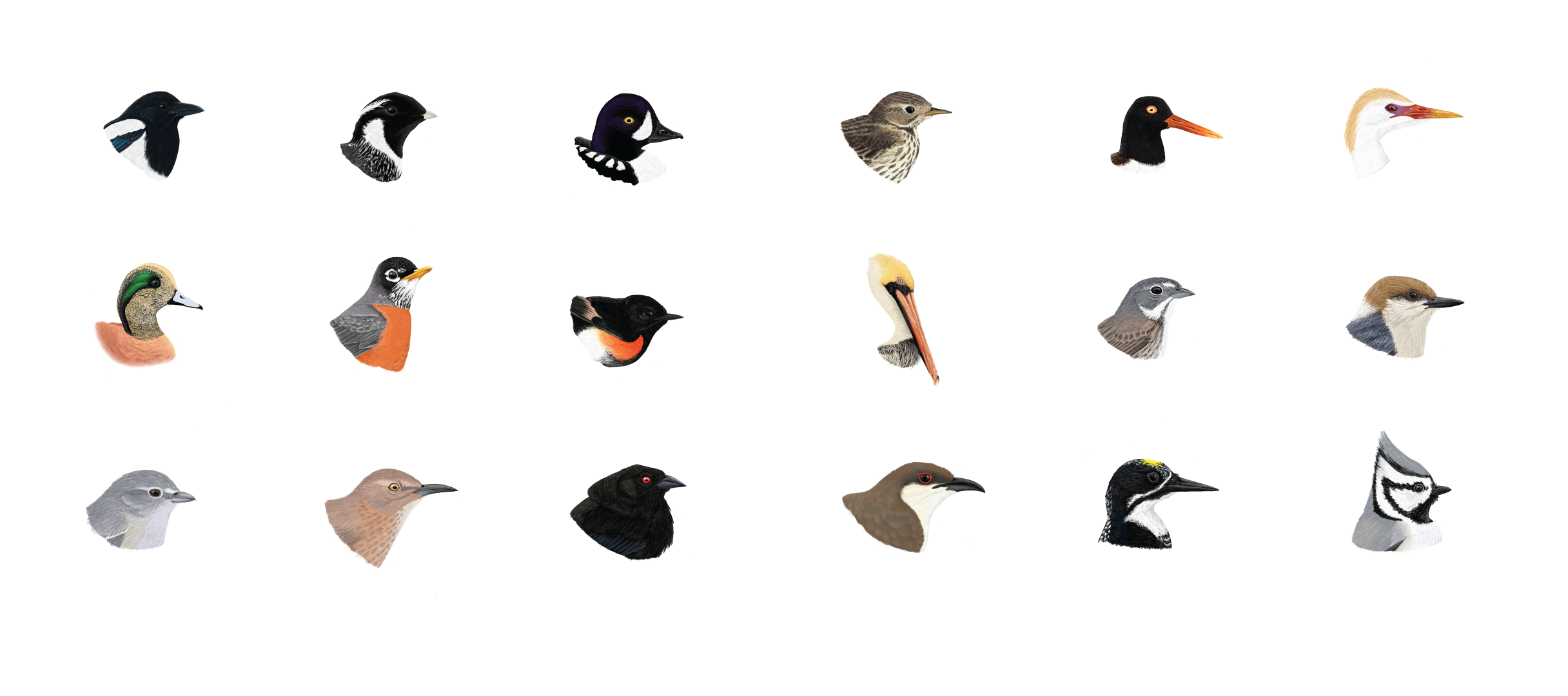 The Ultimate Birding Subscription Box BRDR BOXX